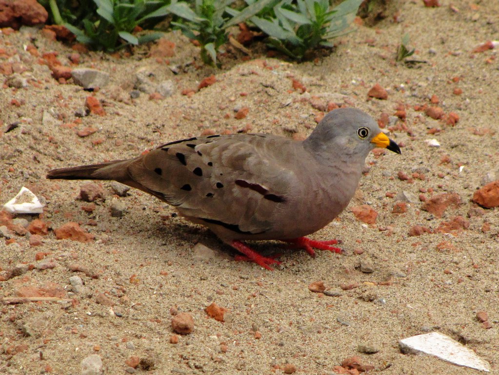 Image of Croaking Ground-dove