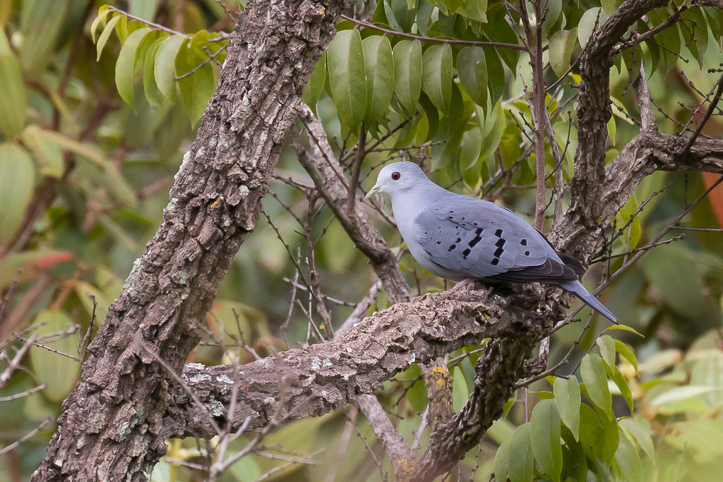 Image of Blue Ground-dove