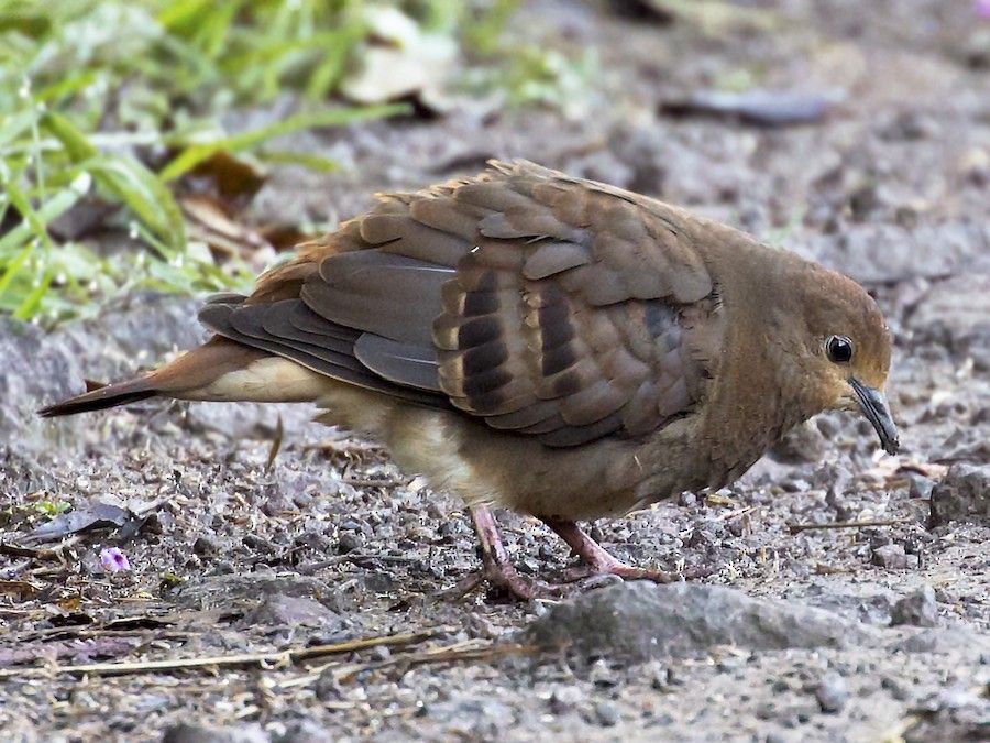 Image of Maroon-chested Ground-dove