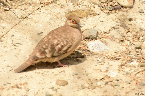 Image of Bare-faced Ground-dove