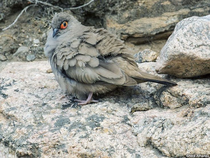 Image of Moreno's Ground-dove