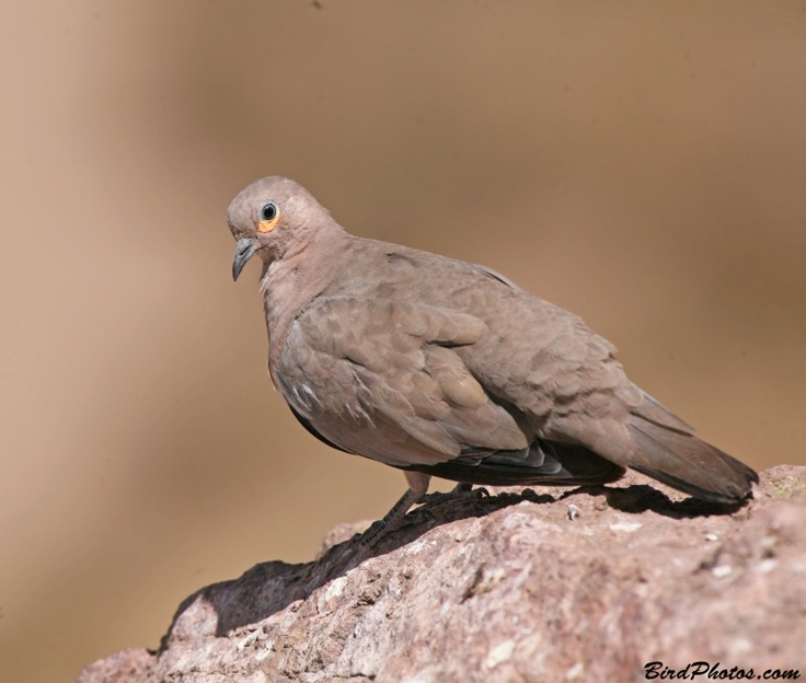 Image of Black-winged Ground-dove