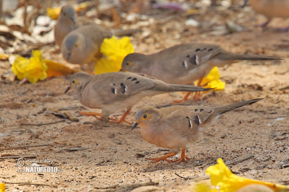 Image of Long-tailed Ground-dove