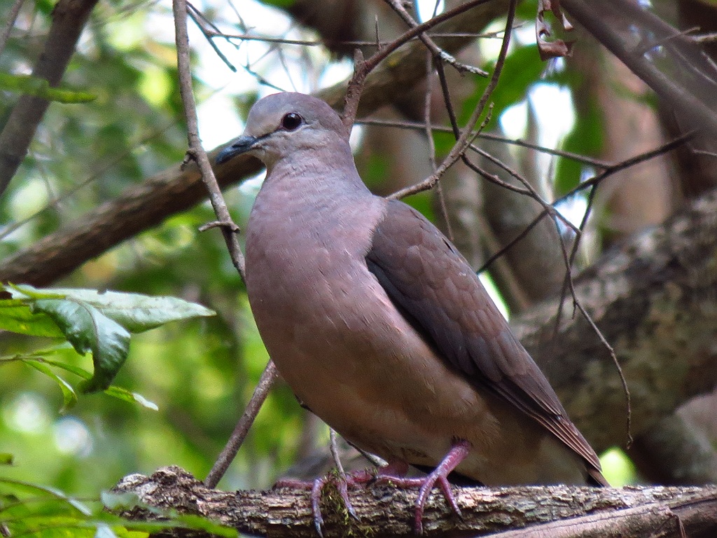 Image of Yungas Dove