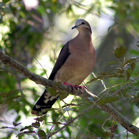 Image of Grey-fronted Dove