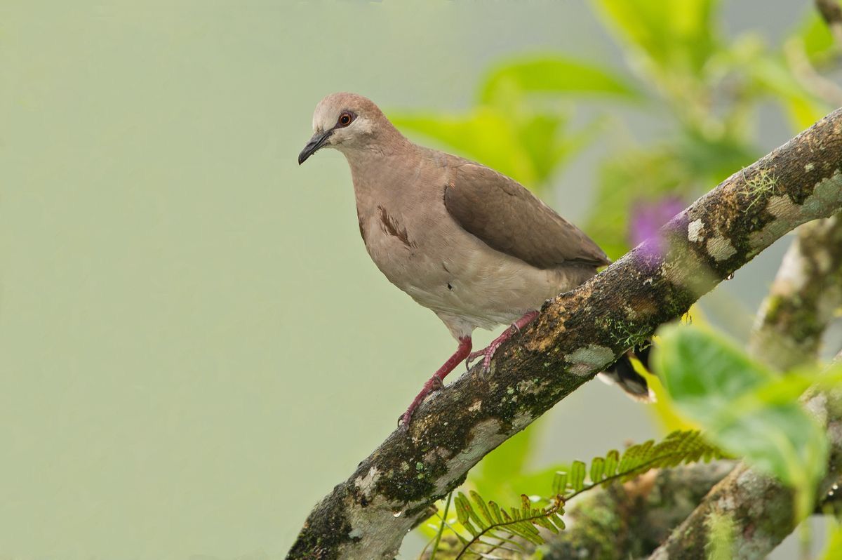 Image of Pallid Dove
