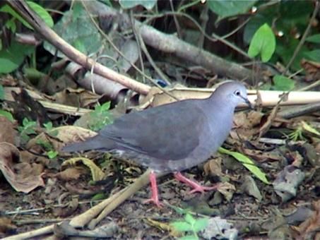 Image of Grey-chested Dove