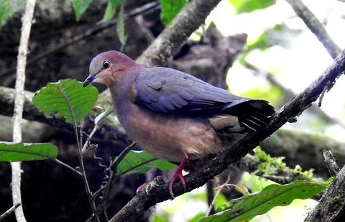 Image of Ochre-bellied Dove