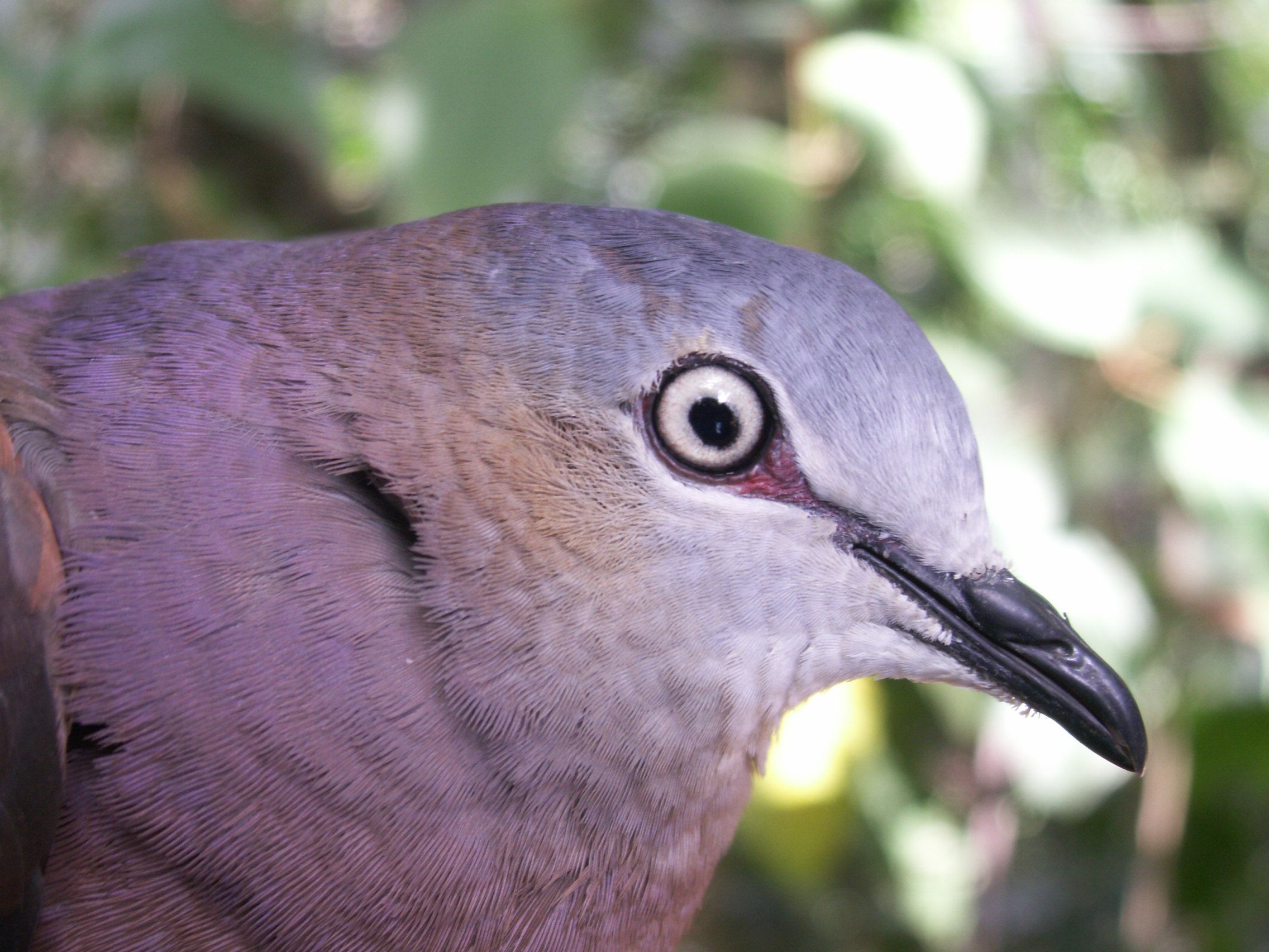 Image of Tolima Dove