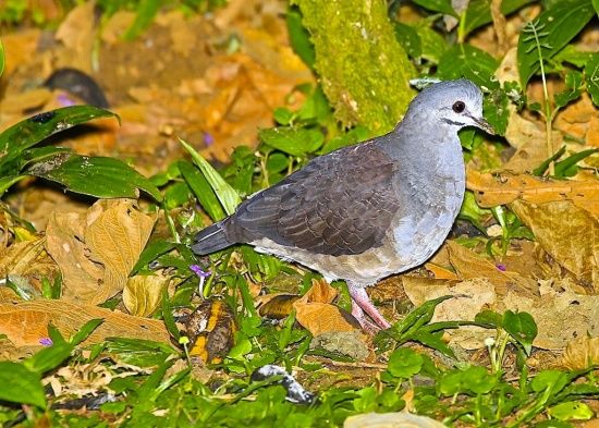 Image of Purplish-backed Quail-Dove