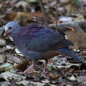 Image of Grey-headed Quail-Dove