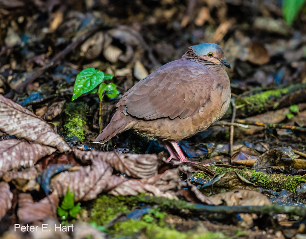 Image of White-fronted Quail-Dove