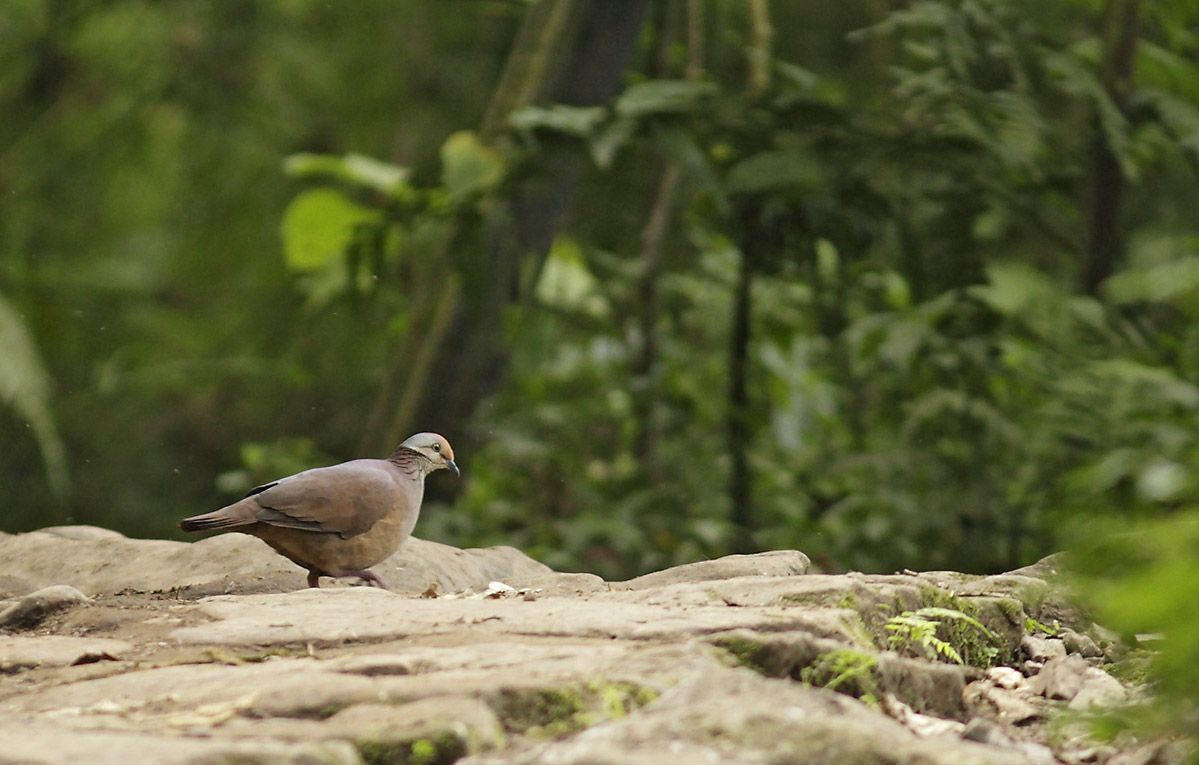Image of Lined Quail-Dove