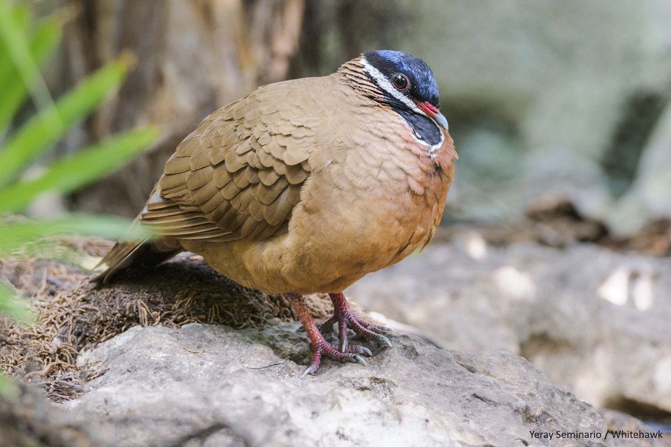 Image of Blue-headed Quail-Dove