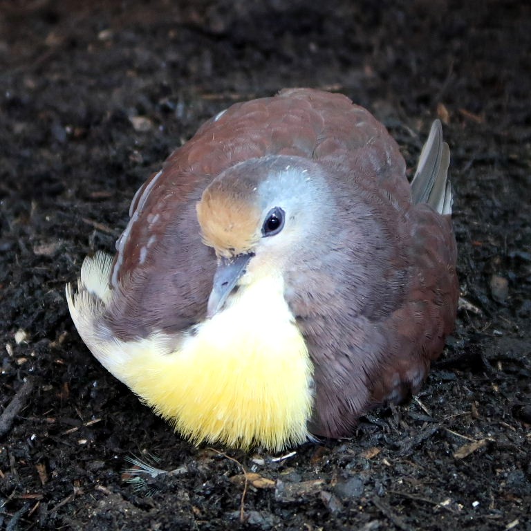 Image of Cinnamon Ground-dove