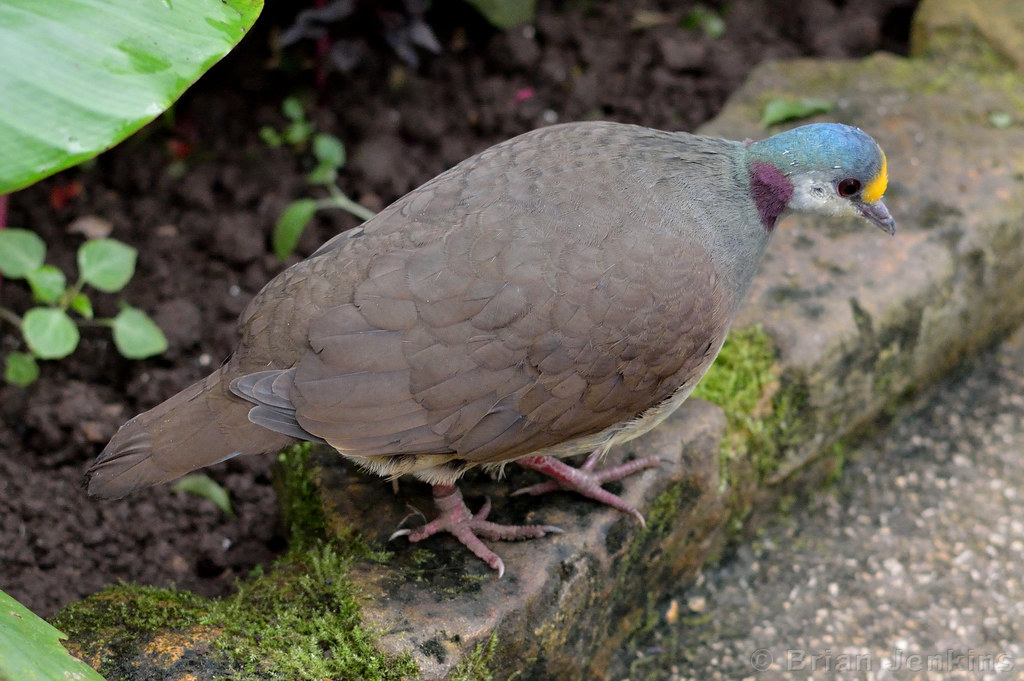 Image of Sulawesi Ground-dove