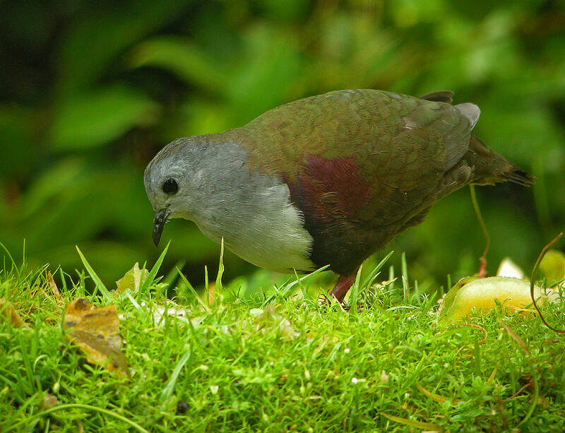 Image of Bronze Ground-dove