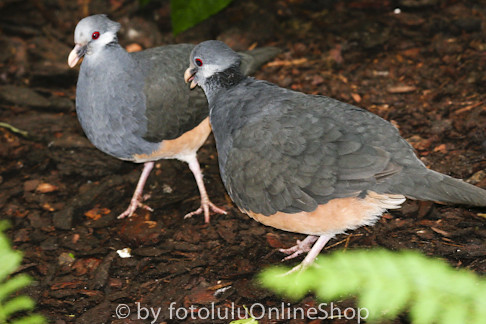 Image of Thick-billed Ground-pigeon
