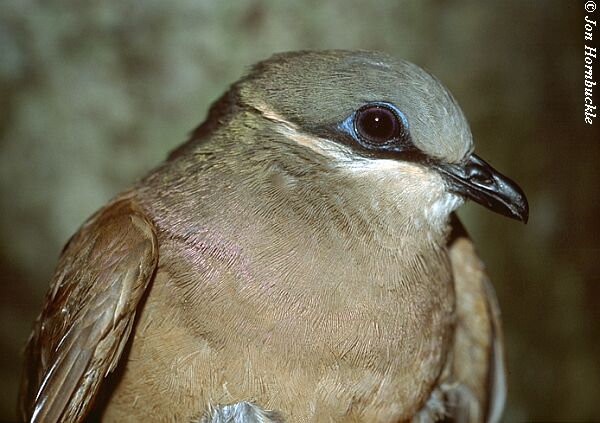 Image of White-eared Brown-dove