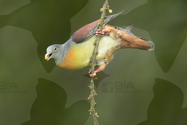 Image of Little Green-pigeon