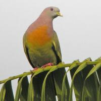 Image of Pink-necked Green-pigeon