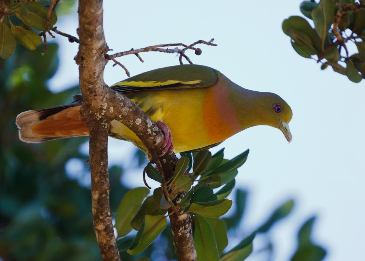 Image of Orange-breasted Green-pigeon