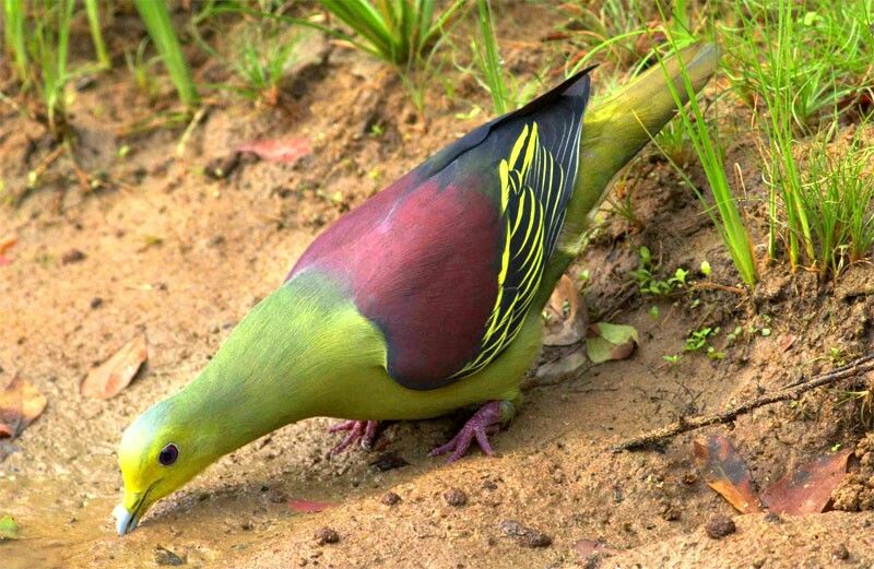 Image of Sri Lanka Green-pigeon