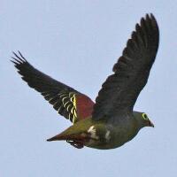Image of Thick-billed Green-Pigeon