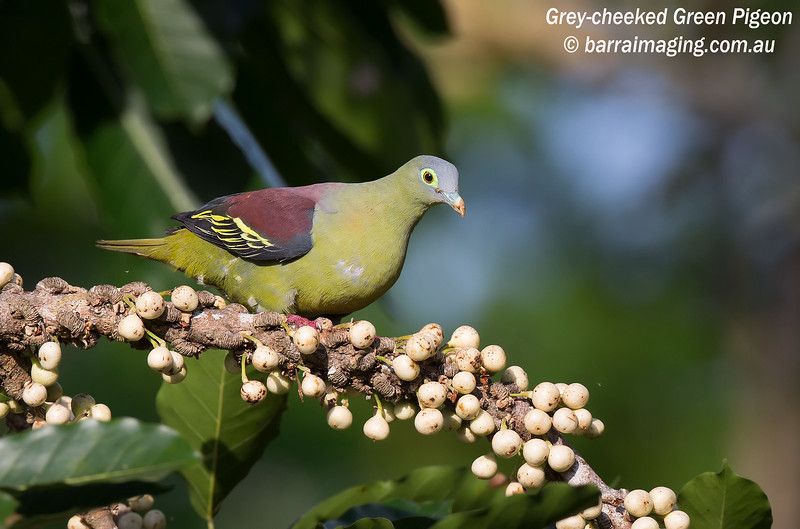 Image of Grey-cheeked Green-pigeon