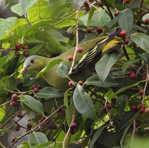 Image of Flores Green-pigeon