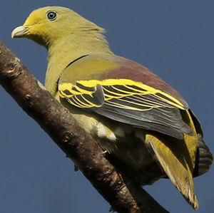 Image of Sumba Green-pigeon