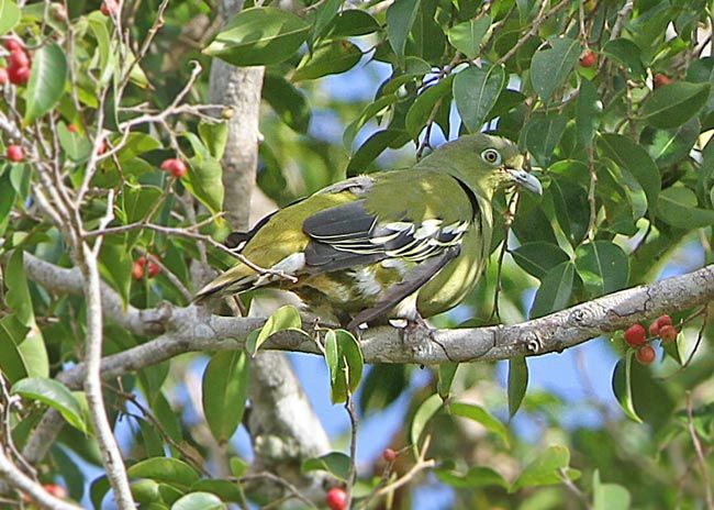 Image of Timor Green-pigeon
