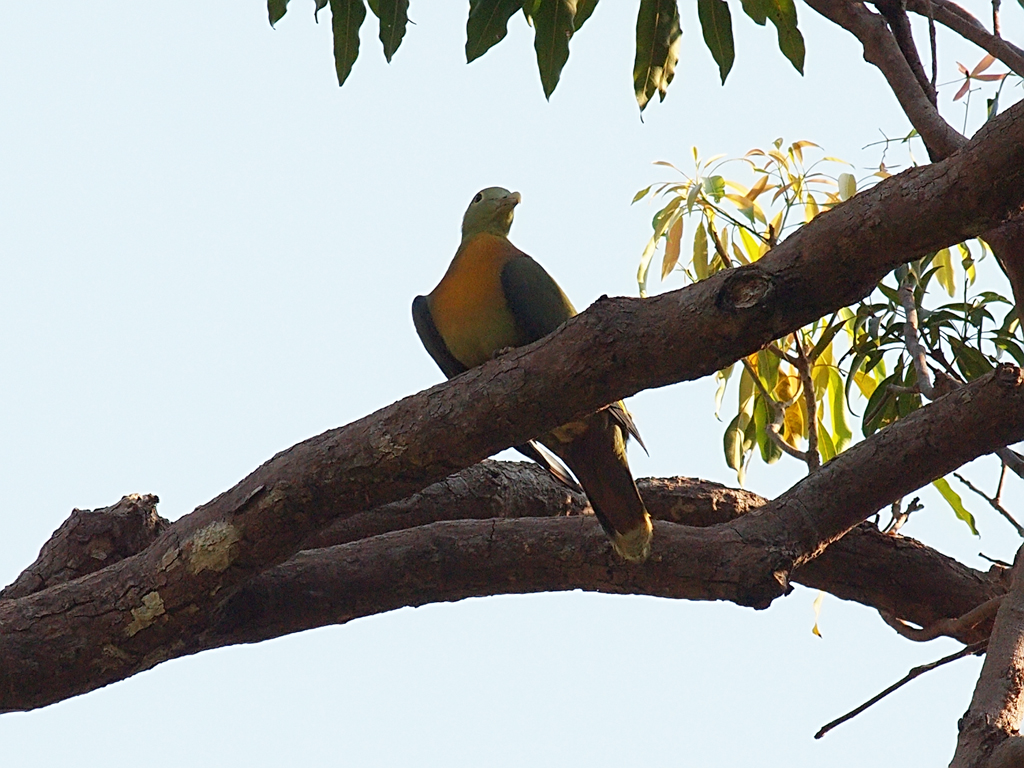 Image of Large Green-Pigeon