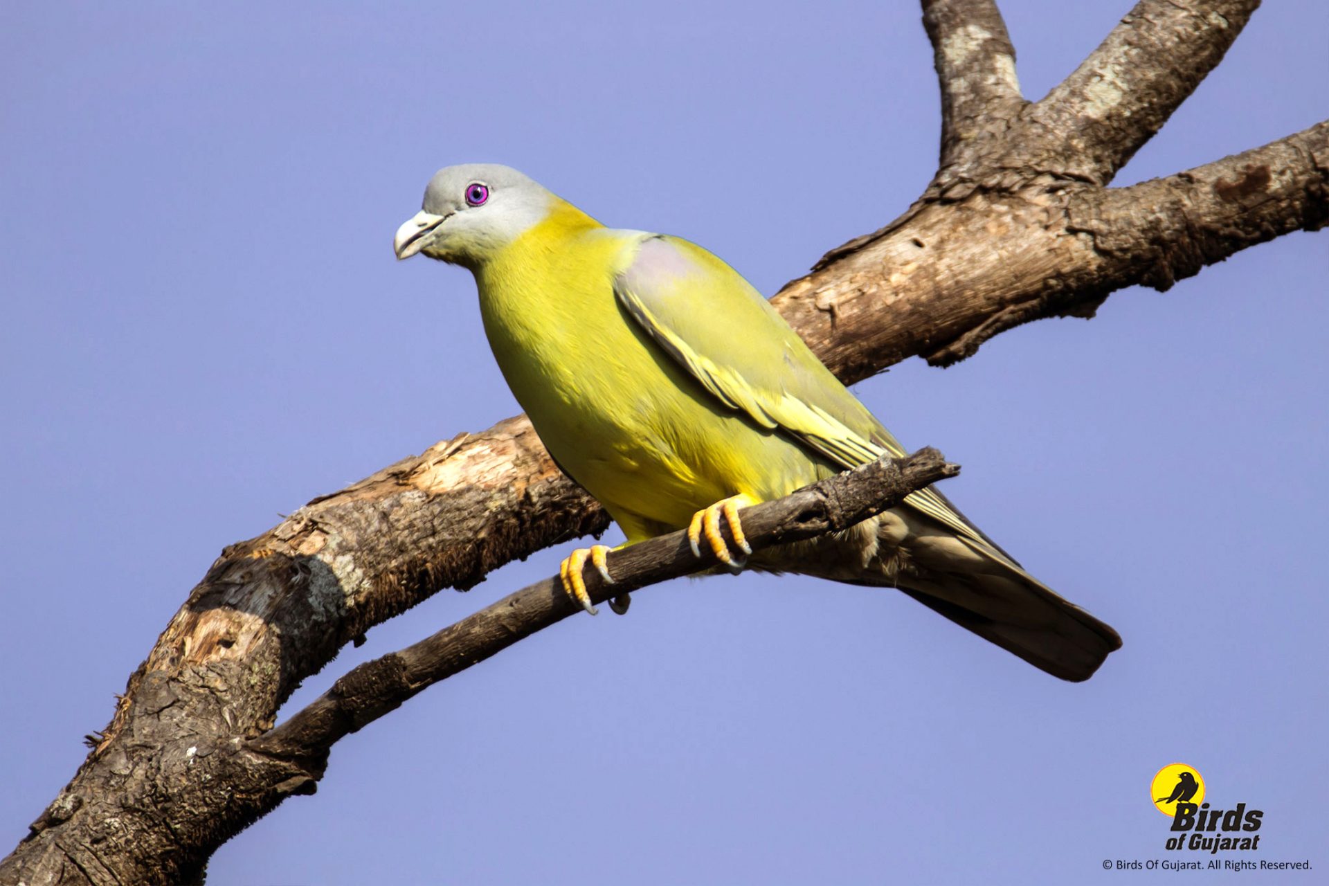 Image of Yellow-footed Green-pigeon