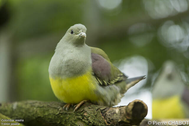 Image of Bruce's Green-pigeon
