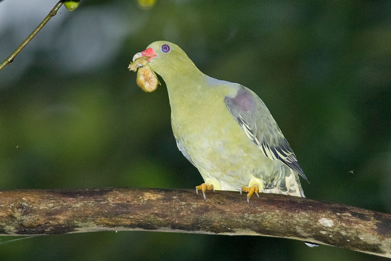 Image of African Green-Pigeon