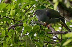 Image of Sao Tome Green-pigeon