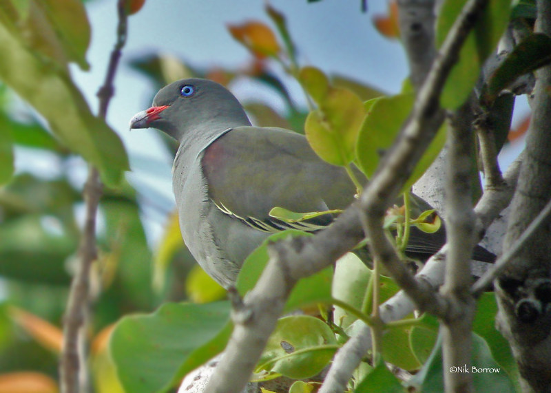 Image of Pemba Green-pigeon