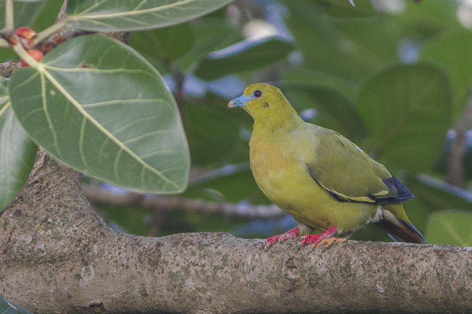 Image of Pin-tailed Green-pigeon