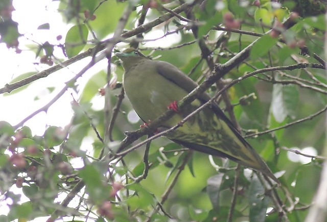 Image of Sumatran Green-pigeon