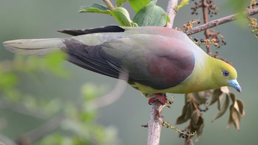 Image of Wedge-tailed Green-pigeon