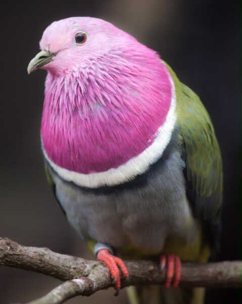 Image of Pink-headed Fruit-dove