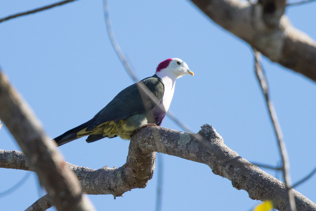 Image of Red-naped Fruit-dove