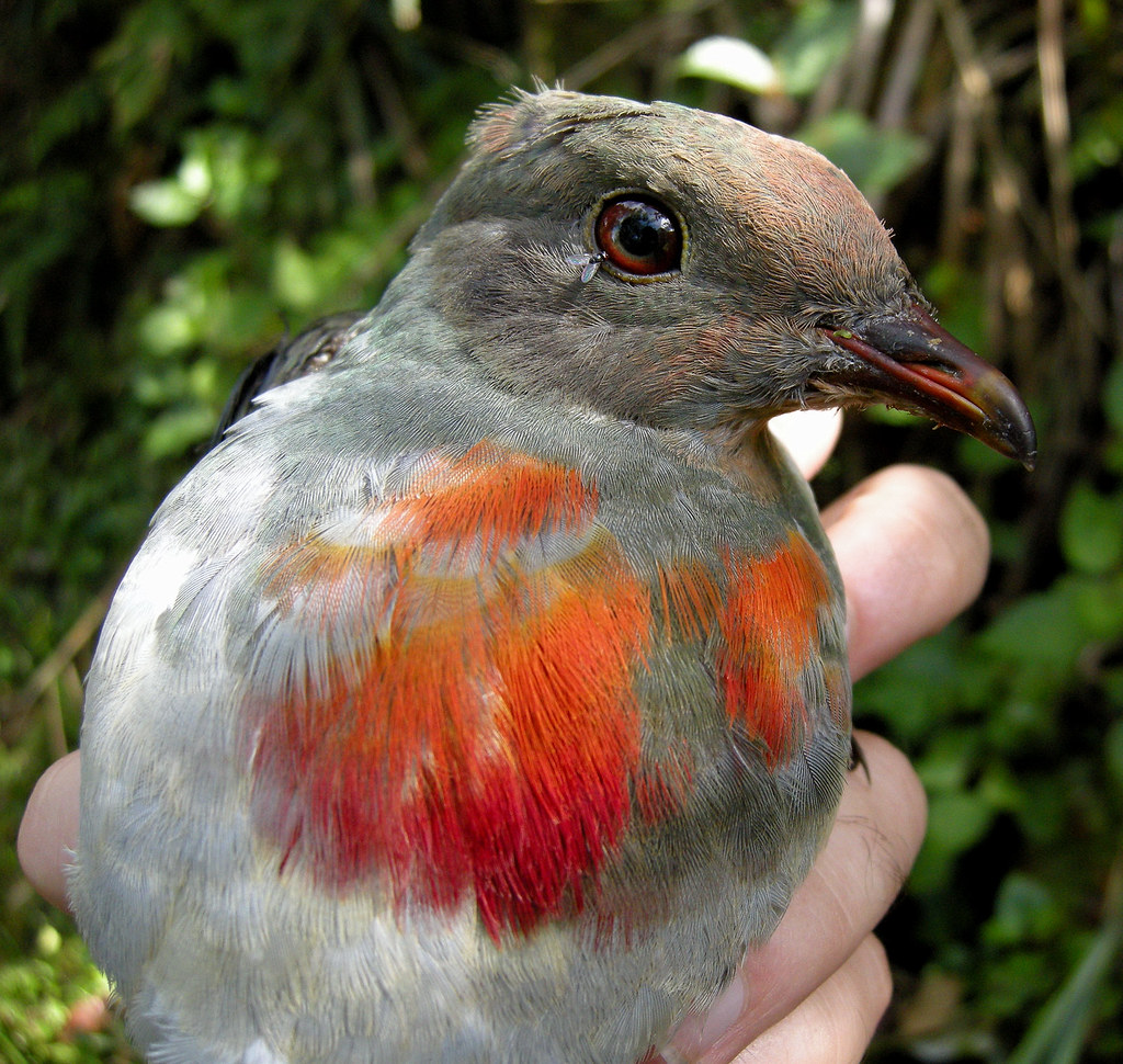 Image of Flame-breasted Fruit-dove