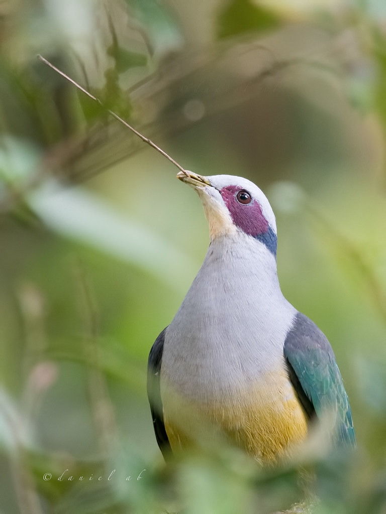 Image of Red-eared Fruit-dove