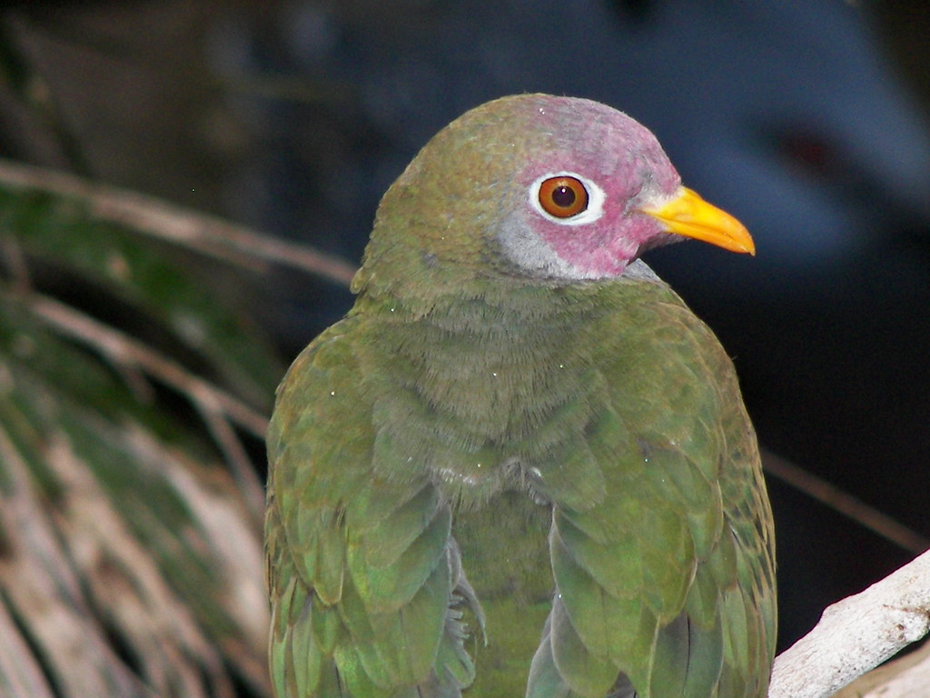 Image of Jambu Fruit-dove