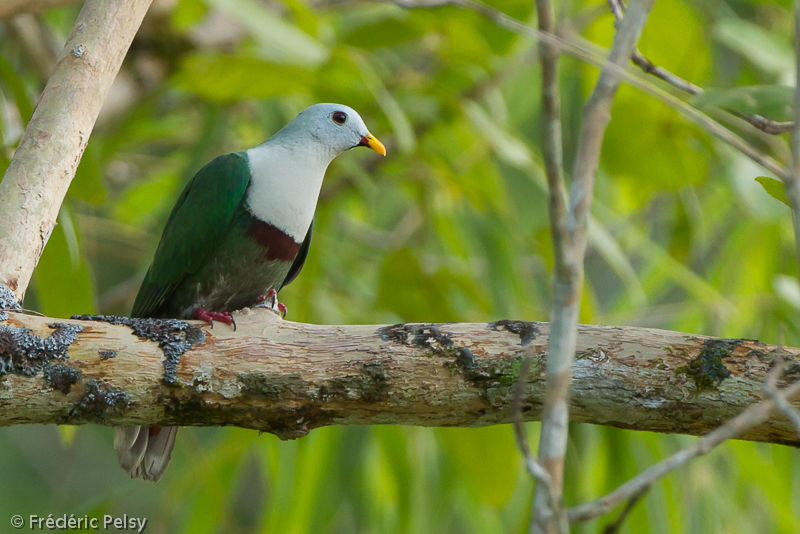 Image of Black-chinned Fruit-dove