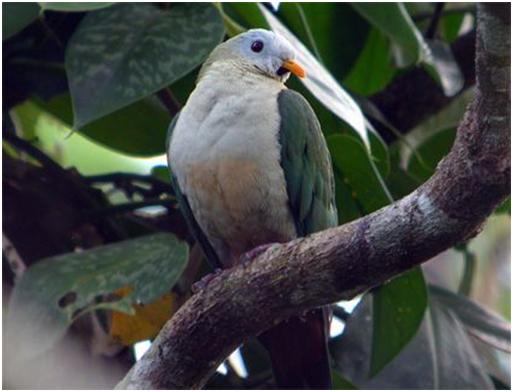 Image of Maroon-chinned Fruit-dove