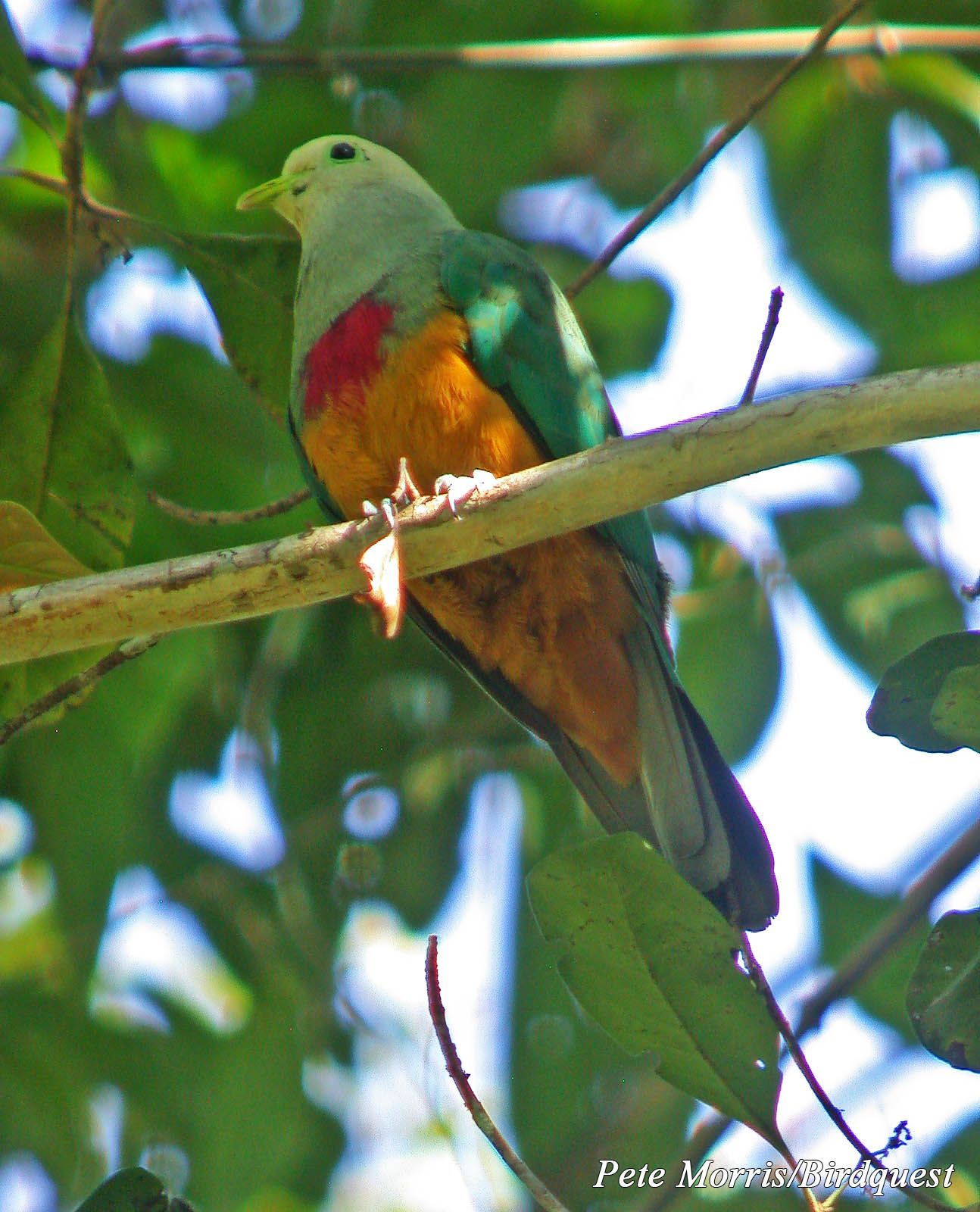 Image of Scarlet-breasted Fruit-dove