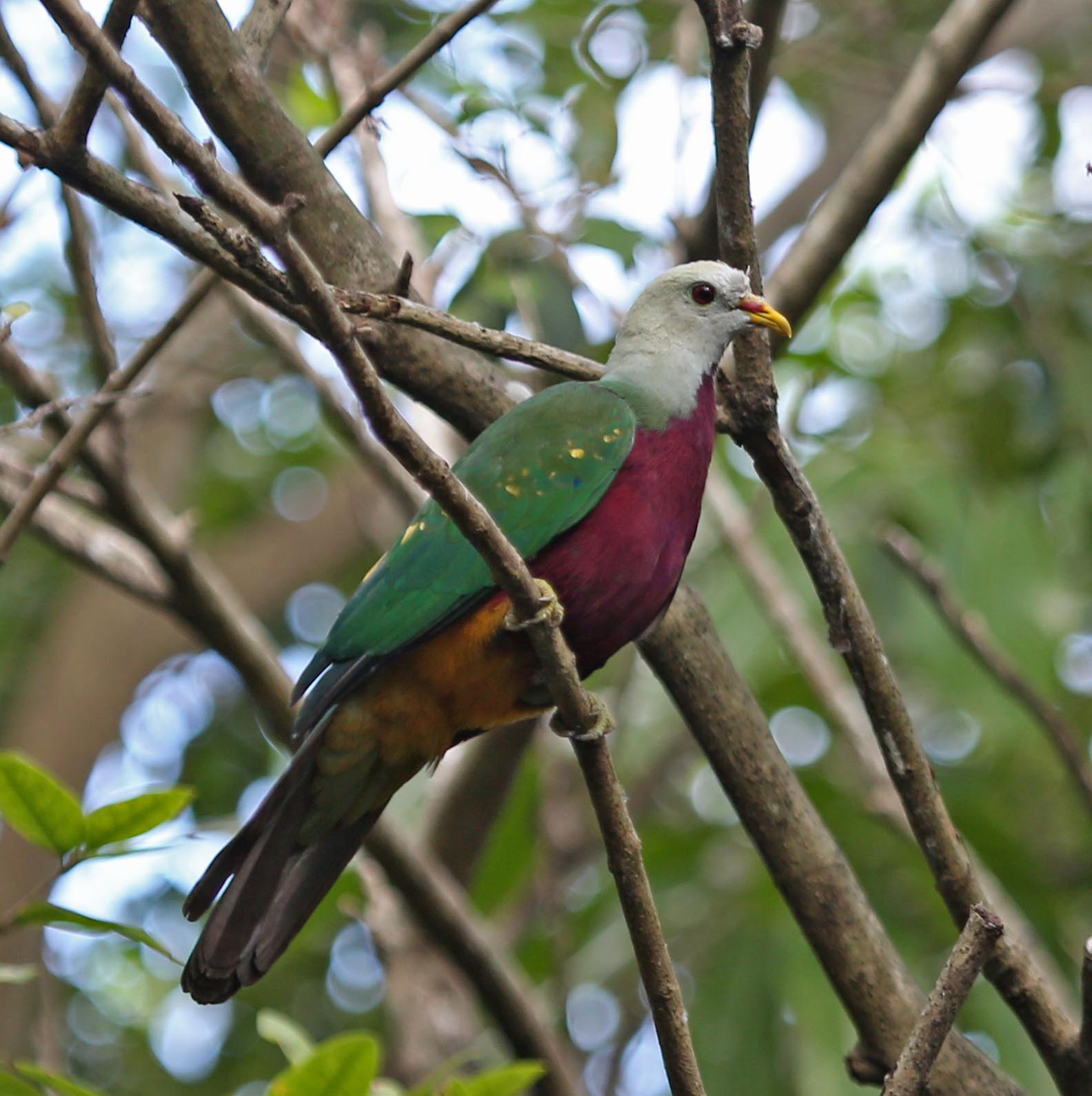 Image of Wompoo Fruit-dove